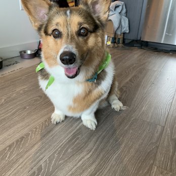 Citydog! Club - Post groom! So happy and clean :) - Pet Groomers Near Me - Seattle, Washington