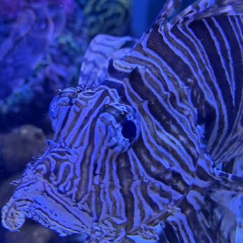 Maritime Aquarium - Longish - Aquariums Near Me - Norwalk, Connecticut Maritime Aquarium - Longish - Aquariums Near Me - Norwalk, Connecticut