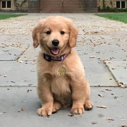 Bark Busters Home Dog Training