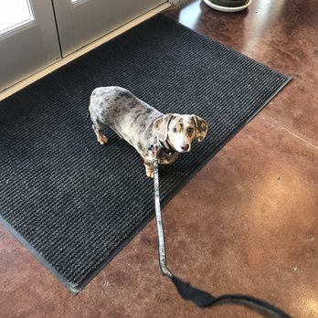 Evergreen Holistic Veterinary Care - Trixie is thrilled to have had her anal glands emptied! - Veterinarians Near Me - Monroe, Washington