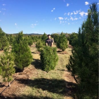 Pipe Creek Christmas Tree Farm - Dragging our tree up to the front. - Christmas Trees Near Me - Pipe Creek, Texas Pipe Creek Christmas Tree Farm - Dragging our tree up to the front. - Christmas Trees Near Me - Pipe Creek, Texas