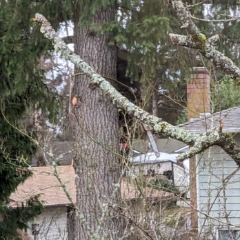 The New Northern Tree Services - Tree Services Near Me The New Northern Tree Services - Tree Services Near Me