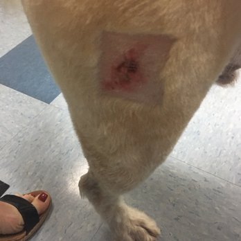 PetSmart - My poor dog! At emergency vet - getting gashes he received while in care at PETSMART stapled - Pet Stores Near Me - Canoga Park, California PetSmart - My poor dog! At emergency vet - getting gashes he received while in care at PETSMART stapled - Pet Stores Near Me - Canoga Park, California