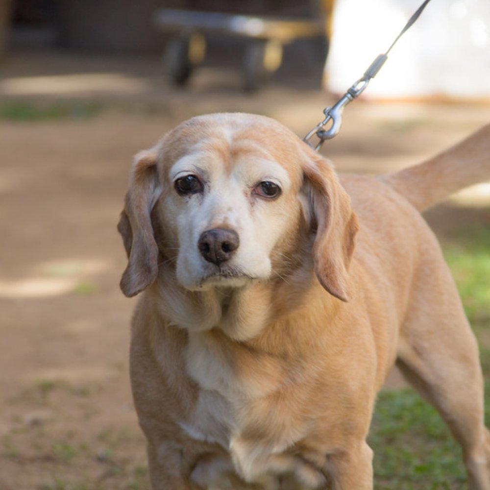 Miscellaneous Moore Photography - Pet Photography Near Me Miscellaneous Moore Photography - Pet Photography Near Me