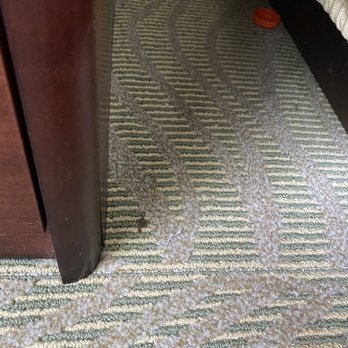 SpringHill Suites by Marriott Chicago Bolingbrook - Dead spider and bottle cap. - Hotels Near Me - Bolingbrook, Illinois SpringHill Suites by Marriott Chicago Bolingbrook - Dead spider and bottle cap. - Hotels Near Me - Bolingbrook, Illinois