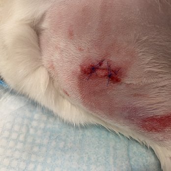 Veterinary Emergency Group - The final stitches - Emergency Pet Hospital Near Me - San Jose, California Veterinary Emergency Group - The final stitches - Emergency Pet Hospital Near Me - San Jose, California