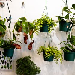 Leaf & Vine, Urban Plant Shop - plants