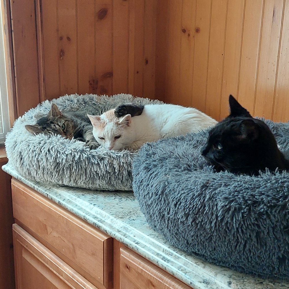 Riverside Animal Clinic - Snowball; Bubbles, and Sugar-Plum. - Veterinarians Near Me - McHenry, Illinois Riverside Animal Clinic - Snowball; Bubbles, and Sugar-Plum. - Veterinarians Near Me - McHenry, Illinois