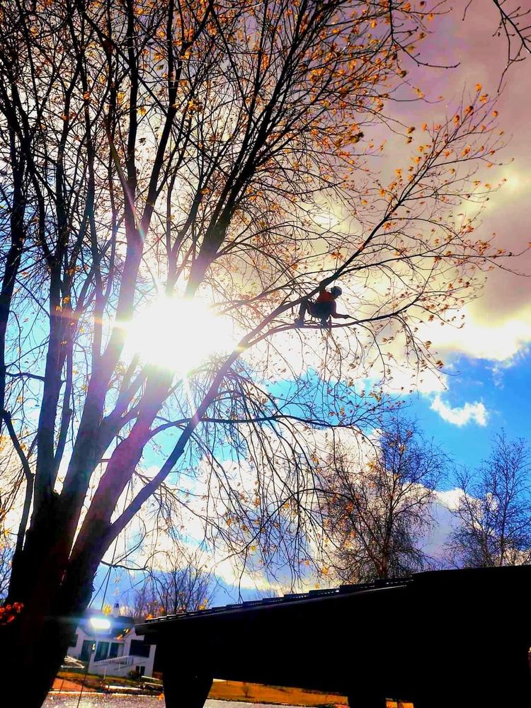 Tree Veterans - veterans service organization in Hastings, MI