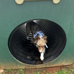 Hills Bark Park - Daisy crawling through the obstacle
