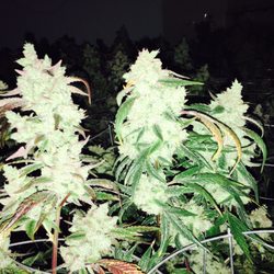 This is what the Gorilla Glue #4 looks like once she is grown out this is week 7 out of 9.