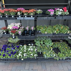 Grocery Outlet - Nice selection of flowers