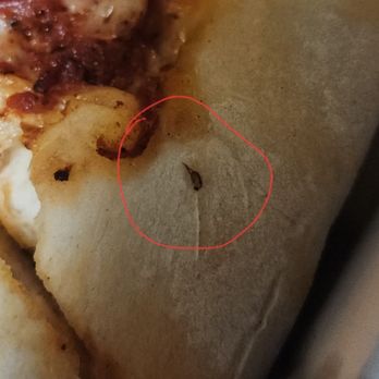 Roma II Pizzeria - Gnats in our pizza - Pizza Near Me - Sacramento, California Roma II Pizzeria - Gnats in our pizza - Pizza Near Me - Sacramento, California