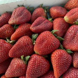 Flat of strawberries $15.78, make sure to inspect all of them. 4 had mold but cut it off & it's fine. Still amazing deal & super delicious. Flat of strawberries $15.78, make sure to inspect all of them. 4 had mold but cut it off & it's fine. Still amazing deal & super delicious.