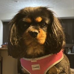 Four Paws Resort
