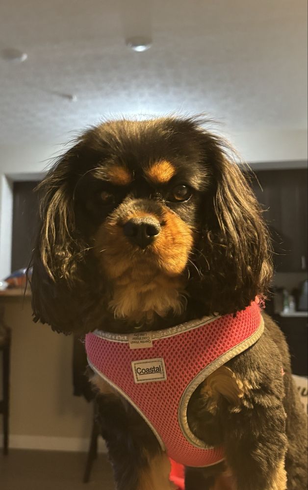 Four Paws Resort - pet boarding facility in Marysville, OH