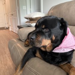 The Woof-Furry Pet Salon