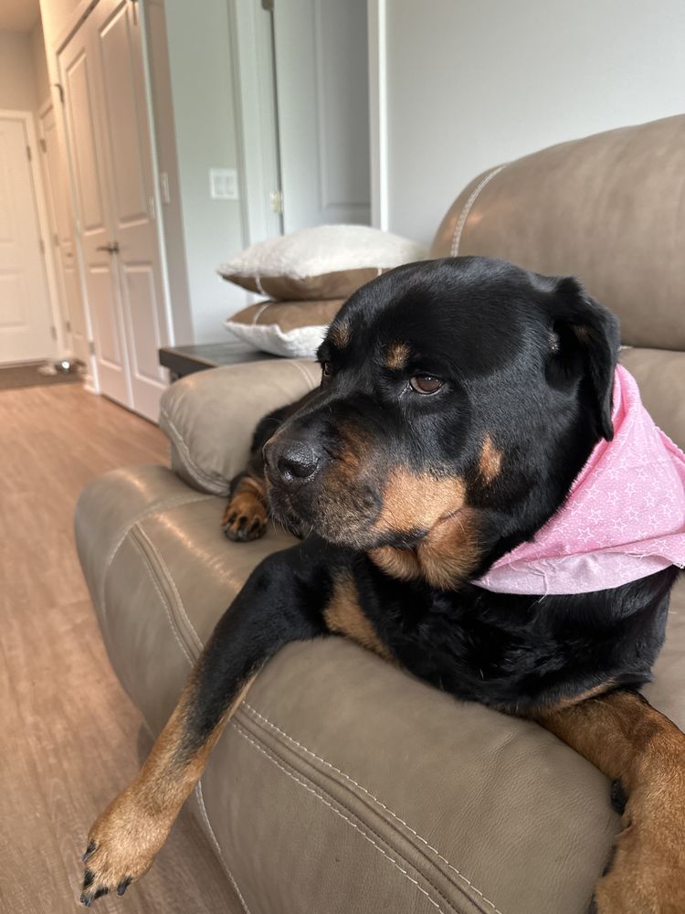 THE WOOFFURRY PET SALON Updated October 2024 17 Reviews 36