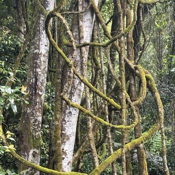 Scenic World Blue Mountains - Cool vines - Tours Near Me - Katoomba, NSW