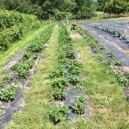 The strawberry "field". The strawberry "field".