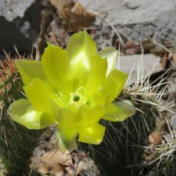 Escarpment Trail - At the right time of the year, you'll see prickly pear or cholla blooming.