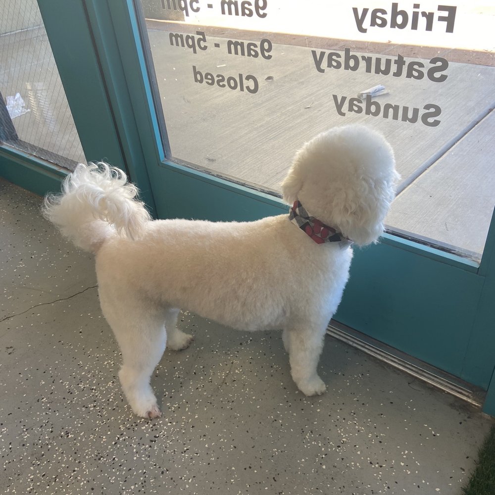 The Pet Parlor Mobile - After - Pet Groomers Near Me The Pet Parlor Mobile - After - Pet Groomers Near Me