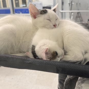 Petco - Two kittens sleeping in the Adoption Center - Pet Stores Near Me - Sunnyvale, California