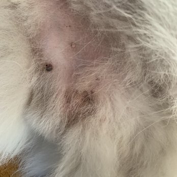 Clip & Dip Grooming - The other section/side. Please stay away! - Pet Groomers Near Me - Everett, Massachusetts