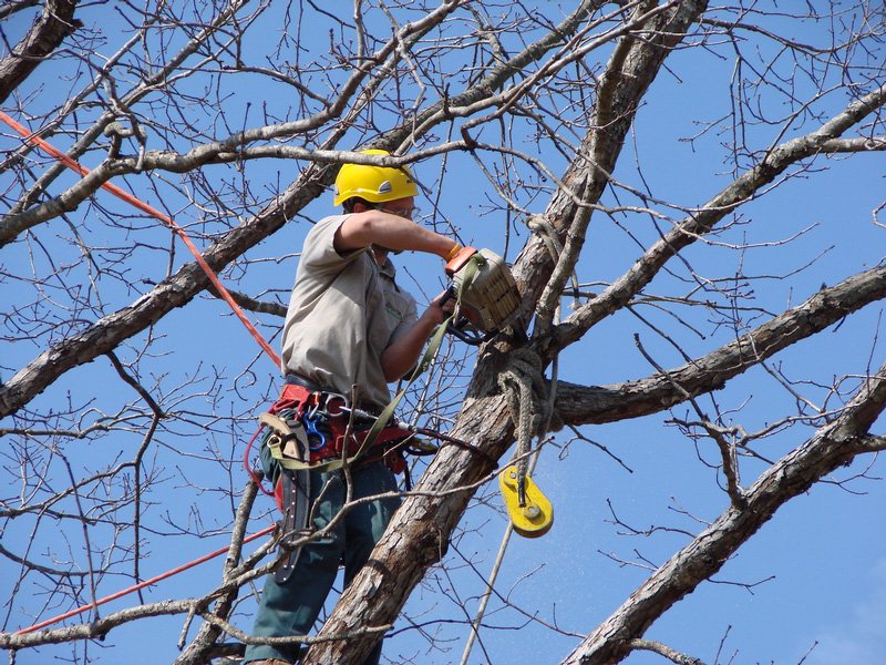 Bronx Tree Pro - tree service in Bronx, NY