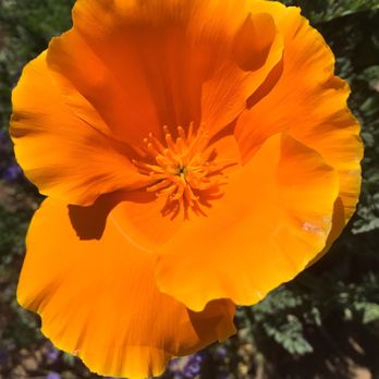 The Wildlands Conservancy - Community Service/Non-Profit Near Me - Oak Glen, California The Wildlands Conservancy - Community Service/Non-Profit Near Me - Oak Glen, California