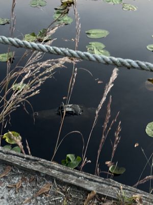 Stephen C Foster State Park by null