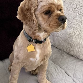 Best In Show Grooming - What a wonder, caring grooming place! Nothing but excellence! - Pet Groomers Near Me - Indio, California Best In Show Grooming - What a wonder, caring grooming place! Nothing but excellence! - Pet Groomers Near Me - Indio, California