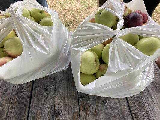 Carver Hill Orchard by null