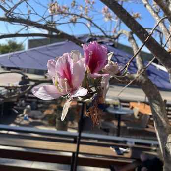 Pure Project - Carlsbad - Scenery - Breweries Near Me - Carlsbad, California Pure Project - Carlsbad - Scenery - Breweries Near Me - Carlsbad, California