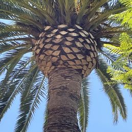 Perfect Pineapple! Perfect Pineapple!