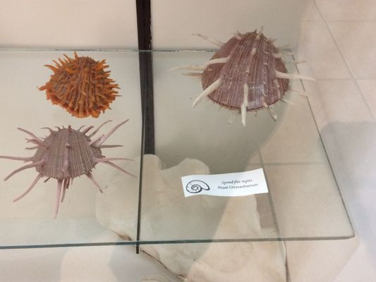 World Museum of Natural History by null