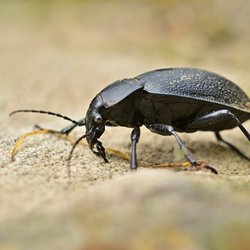Armor Pest Control - Bugs bothering you? Contact Armor Pest Control today!