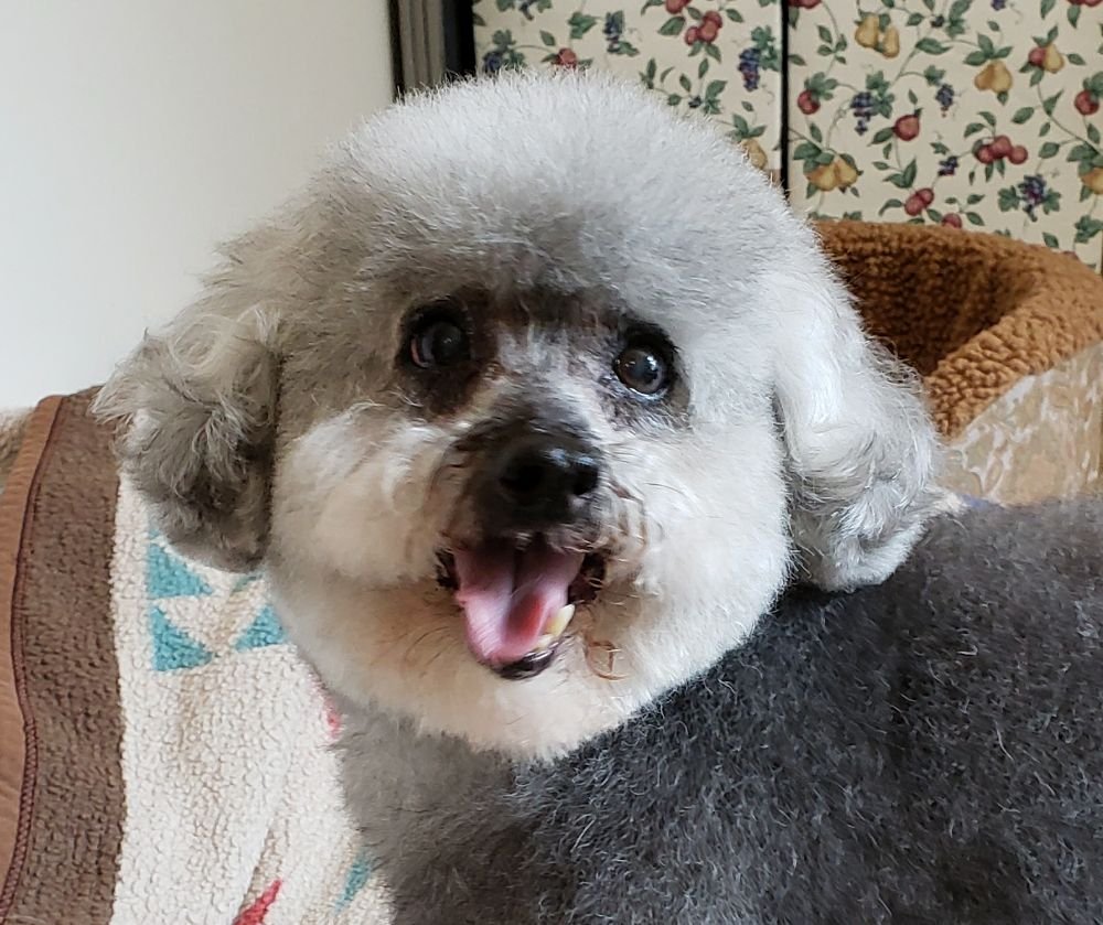 COUNTRY GROOMING SALON Updated August 2024 137 Sampson Rd