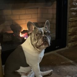 Stone Valley Pet Lodge - Our frenchie Hutch....