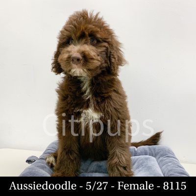 citipups prices