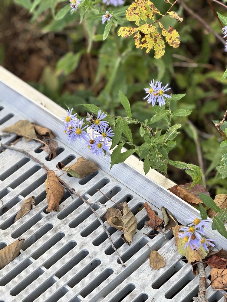 Viles Arboretum - social services organization in Augusta, ME
