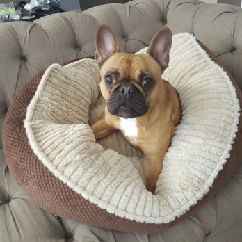 Ren's Pets - New comfy bed for Nomnom's bday! - Pet Stores Near Me - Aurora, Ontario