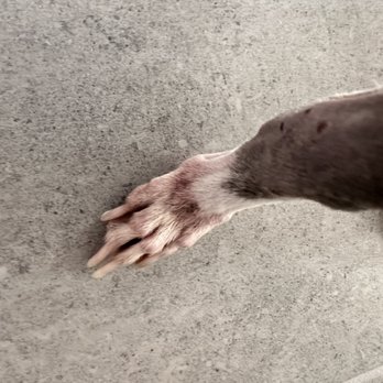 Paws 'n' Rec - Jones - After 2 weeks of treatments on his feet - Pet Training Near Me - Las Vegas, Nevada