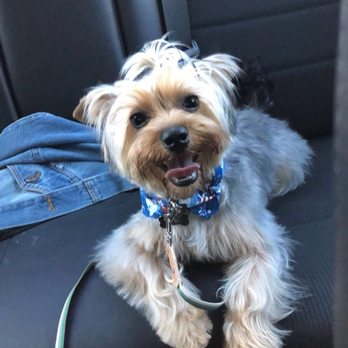 The Spaw - AFTER - Pet Groomers Near Me - Tustin, California