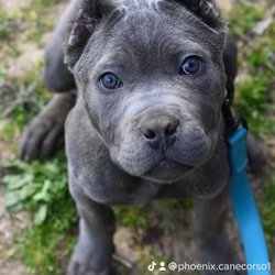 Delaware Pet University - Cane corso puppy