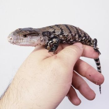 Reptile Hut - Reptile Shops Near Me - London, Ohio Reptile Hut - Reptile Shops Near Me - London, Ohio