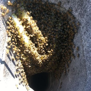 Budget Bee Services - Bee hive in chimney - Pest Control Near Me - Granada Hills, California