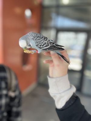 Photo of Cheyenne Mountain Zoo - Colorado Springs, CO, US. Budgie feedings!