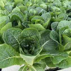 Merchant's Garden - Romaine