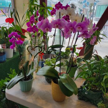 Oakland Florists - Florists Near Me - Oakland, California Oakland Florists - Florists Near Me - Oakland, California